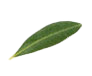 fogliehome5